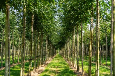 Fraxinus angustifolia 'Raywood' haute-tige 14/16
