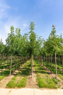 Fraxinus angustifolia 'Raywood' haute-tige 14/16