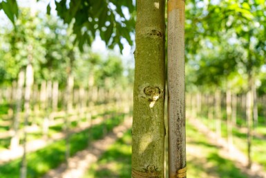 Fraxinus angustifolia 'Raywood' haute-tige 14/16