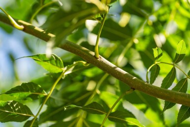 Fraxinus angustifolia 'Raywood' haute-tige 14/16