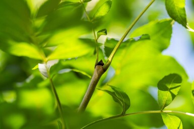 Fraxinus angustifolia 'Raywood' haute-tige 14/16