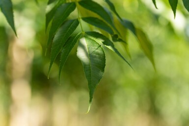 Fraxinus angustifolia 'Raywood' haute-tige 14/16