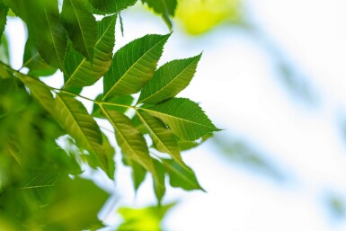 Fraxinus angustifolia 'Raywood' haute-tige 14/16