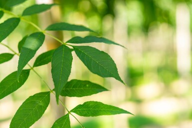 Fraxinus angustifolia 'Raywood' haute-tige 14/16