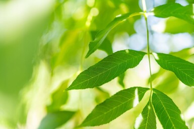 Fraxinus angustifolia 'Raywood' haute-tige 14/16