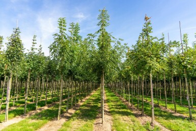 Fraxinus angustifolia 'Raywood' haute-tige 14/16