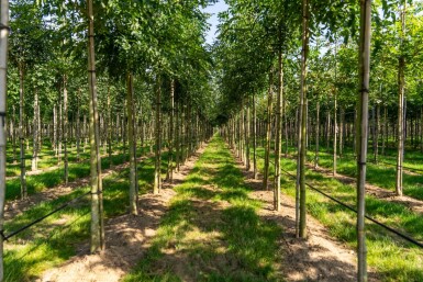 Fraxinus angustifolia 'Raywood' haute-tige 14/16