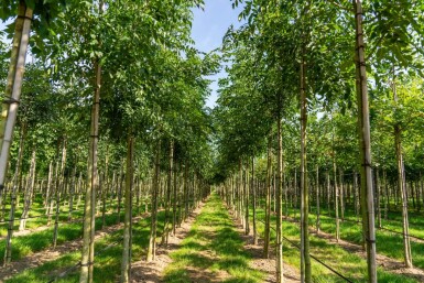 Fraxinus angustifolia 'Raywood' haute-tige 14/16
