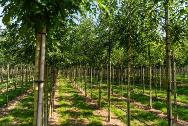 Fraxinus angustifolia 'Raywood' haute-tige 14/16