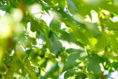 Fraxinus angustifolia 'Raywood' haute-tige 14/16