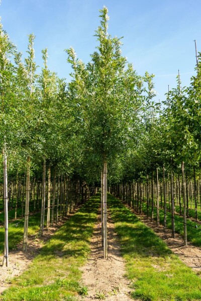 Fraxinus excelsior haute-tige 10/12