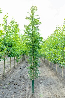 Fraxinus excelsior haute-tige 10/12