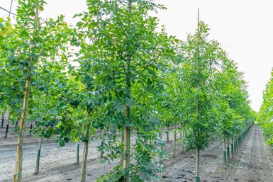 Fraxinus excelsior haute-tige 10/12