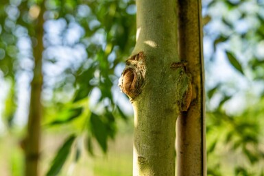 Fraxinus excelsior haute-tige 10/12