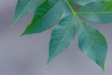 Fraxinus excelsior haute-tige 10/12