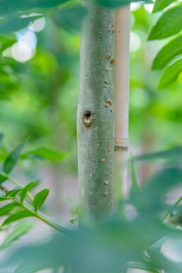 Fraxinus excelsior haute-tige 10/12