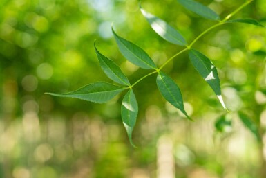 Fraxinus excelsior haute-tige 10/12