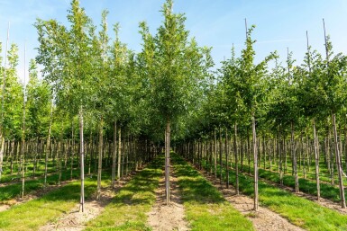 Fraxinus excelsior haute-tige 10/12