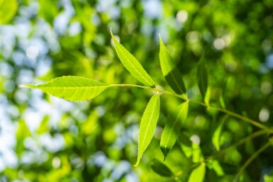 Fraxinus excelsior haute-tige 10/12