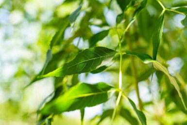 Fraxinus excelsior haute-tige 10/12