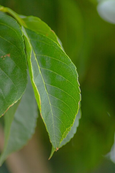 Fraxinus excelsior 'Nana' boule sur tige
