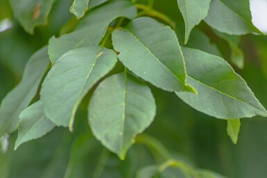 Fraxinus excelsior 'Nana' boule sur tige