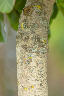 Fraxinus excelsior 'Nana' boule sur tige