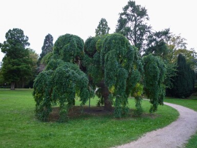 Fraxinus excelsior 'Pendula' port pleureur