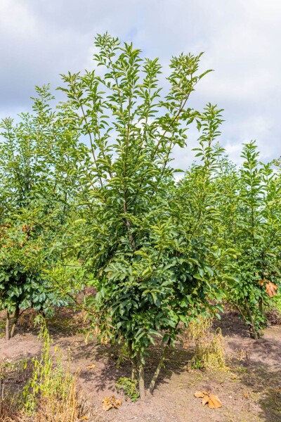 Fraxinus ornus cépée