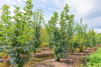 Fraxinus ornus cépée