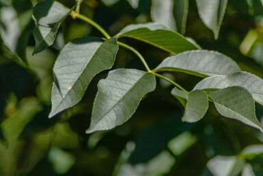 Fraxinus ornus cépée