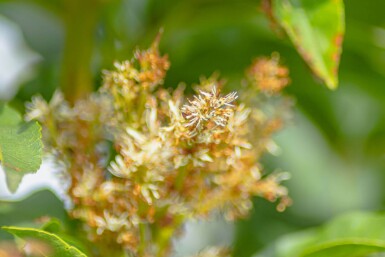 Fraxinus ornus cépée