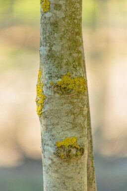 Fraxinus ornus cépée