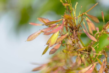 Fraxinus ornus cépée