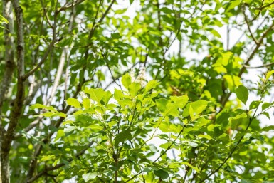 Fraxinus ornus cépée