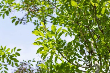 Fraxinus ornus cépée