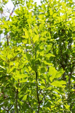 Fraxinus ornus cépée