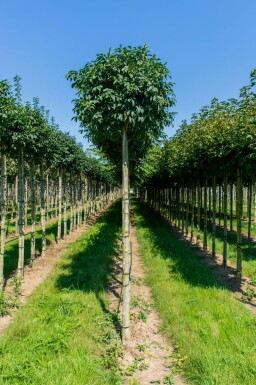 Fraxinus ornus 'Mecsek' boule sur tige