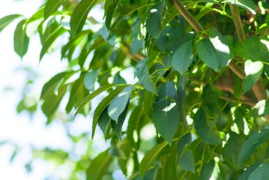 Fraxinus ornus 'Mecsek' boule sur tige