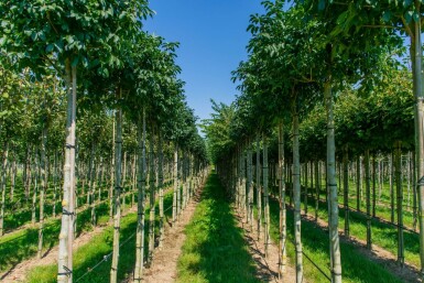 Fraxinus ornus 'Mecsek' boule sur tige 10/12 225cm tronc