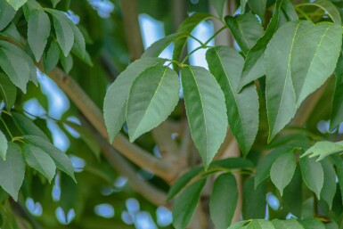 Fraxinus ornus 'Mecsek' boule sur tige 10/12 225cm tronc