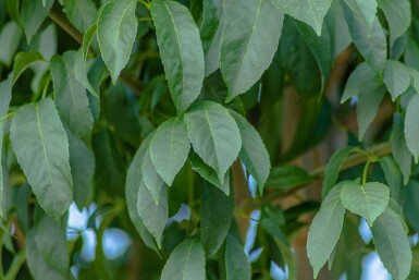 Fraxinus ornus 'Mecsek' boule sur tige 10/12 225cm tronc