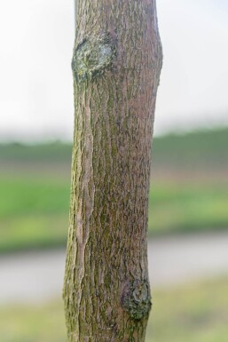 Fraxinus ornus 'Mecsek' boule sur tige 10/12 225cm tronc