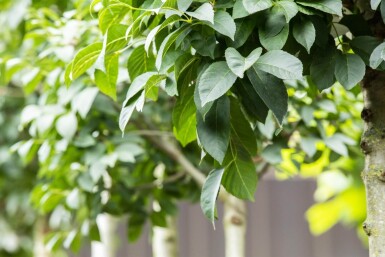 Fraxinus ornus 'Mecsek' boule sur tige 10/12 225cm tronc