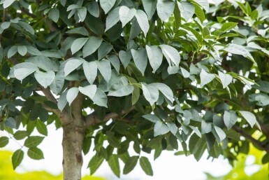 Fraxinus ornus 'Mecsek' boule sur tige 10/12 225cm tronc