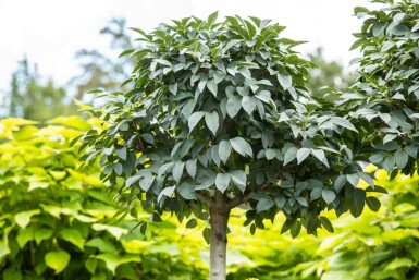 Fraxinus ornus 'Mecsek' boule sur tige 10/12 225cm tronc