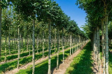 Fraxinus ornus 'Mecsek' boule sur tige 10/12 225cm tronc