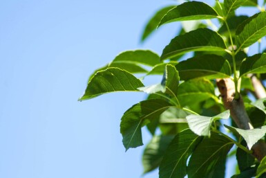 Fraxinus ornus 'Mecsek' boule sur tige 10/12 225cm tronc
