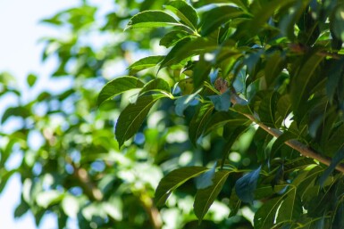 Fraxinus ornus 'Mecsek' boule sur tige 10/12 225cm tronc