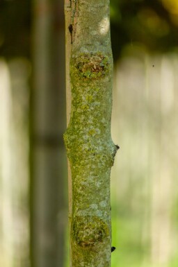 Fraxinus ornus 'Mecsek' boule sur tige 10/12 225cm tronc